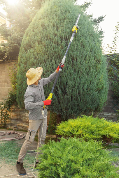 Best Tree Mulching  in USA